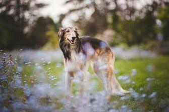 Borzoi HD Wallpaper Background Image Id
