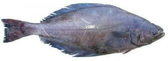 HD Halibut Wallpaper