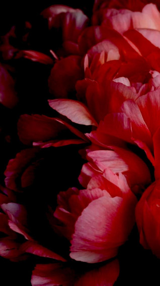Red Flowers In The Dark Wallpaper