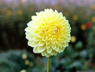 Desktop Wallpaper Flowers Background Dahlia Jaune