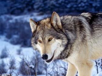 Wolf Wallpaper For Windows Cute