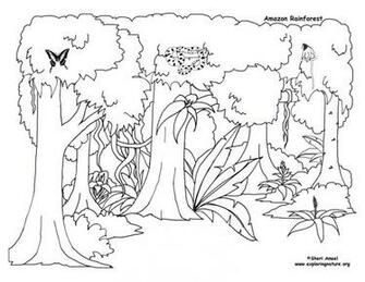 Rainforest Coloring S Az