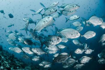 Fish Wallpaper HD Hq