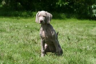 Weimaraner Wallpaper My Doggy Rocks