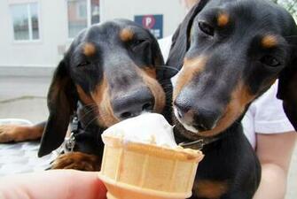 Weenie Dog Pictures HD Wallpaper Pretty