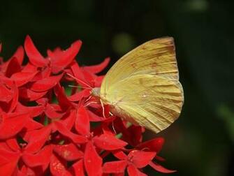 Sulfur Butterfly On Yellow Petaled Flower HD Wallpaper