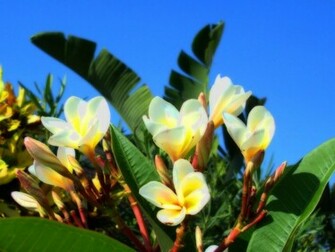 Frangipani Flowers Wallpaper