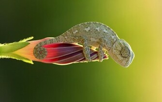 Chameleon Computer Wallpaper Desktop Background Id