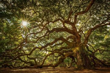 Oak Tree iPhone Wallpaper 4k HD Background On