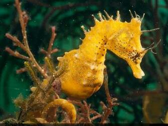 Seahorse Wallpaper