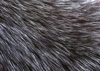 Texture Natural Fur Background Image