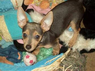 Dog Wallpaper Short Hair Chorkie Puppy High Resolution