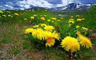In The Mountain Meadow Wallpaper Nature