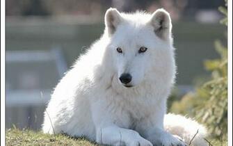 Pin Animal Jam Arctic Wolf Drawings