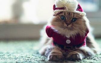 Cats Pic Wallpaper High Definition Quality Widescreen