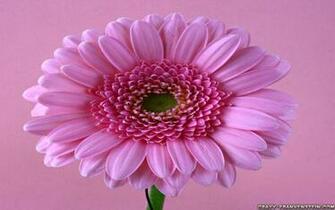 Daisy Family Flower Wallpaper Crazy Frankenstein