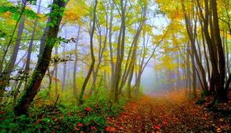 Beautiful Forest High Quality And Resolution Wallpaper