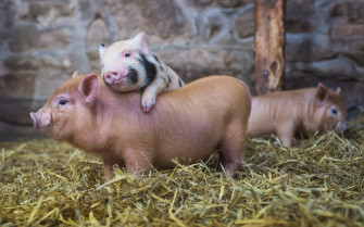 Top Cute Pig Wallpaper Full HD 4k To Use