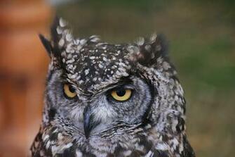 Owl Wallpaper