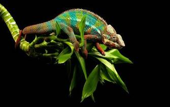 Wallpaper Chameleon
