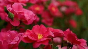 Water Drops On Flowers HD Wallpaper
