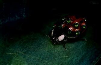 Ladybugs Black Wallpaper HD Picture Style