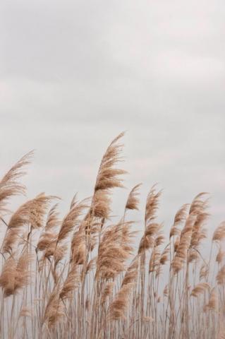 Beach Photography Grass Wall Art Digital Print Instant