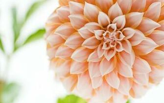Cream Dahlia Flower Wallpaper iPhone Wallpaperlepi