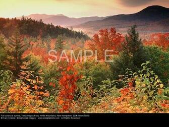 Trees And Forests Screen Saver Stock Photography Fine Art Gallery