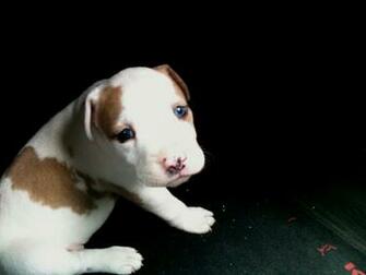 Pitbull Wallpaper