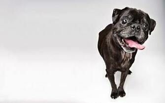 French Bulldog Computer Wallpaper Desktop Background