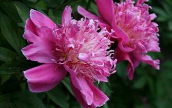 Mayflower God Peony Desktop Wallpaper Flower