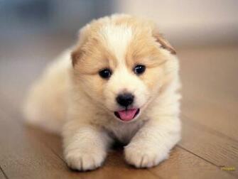 Cute Dog Wallpaper Photo Desktop