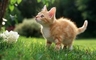 Baby Kittens Wallpaper Wallcoo