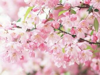 Pink Cherry Blossom Flowers Dreamy And Sweet Wallpaper