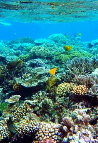 Great Barrier Reef Wallpaper