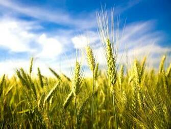 Crop Nutritional Solutions Agronomic Partners