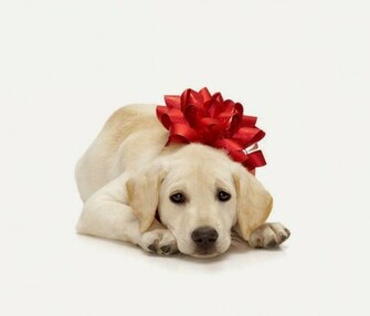 My Christmas Gift For Dog Lovers Wallpaper