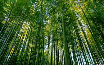 Bamboo Forest HD Wallpaper