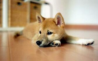 Shiba Inu Wallpaper