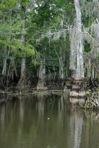 Louisiana Bayou Wallpaper