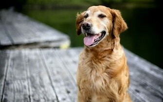 Golden Retriever Wallpaper For Windows HD