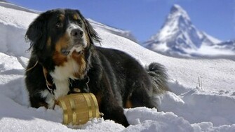 St Bernard Wallpaper