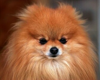 Pomeranian Wallpaper Jpg