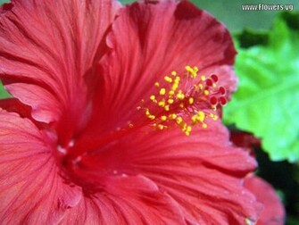 Wallpaper Hibiscus Flower