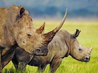 Beautiful Animal Wallpaper55 Best Wallpaper For Pcs