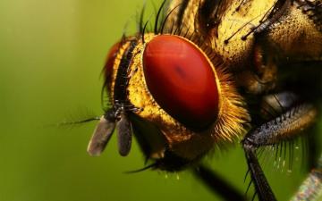 Insect Wallpaper Animal