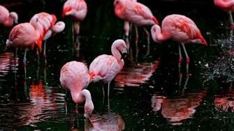 Flamingos Wallpaper