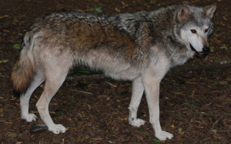 Canadian Timber Wolf By Rabid Coot