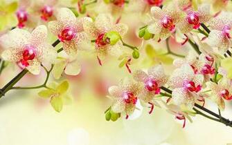 Orchids Soft Background Gallery Yopriceville High Quality